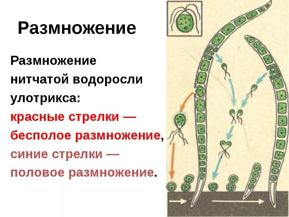 Нитчатая водоросль улотрикс размножение. Размножение водоросли улотрикса. Размножение улотрикса биология 6 класс. Размножение водорослей улотрикс. Чем представлен гаметофит у улотрикса