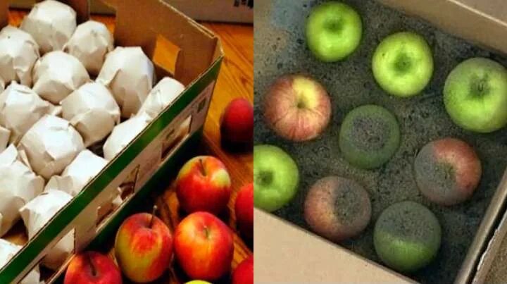Для лучшего хранения яблоки протирают. Хранилище яблок. Замороженные яблоки. Хранение яблок в песке. Хранение яблок на зиму в погребе.