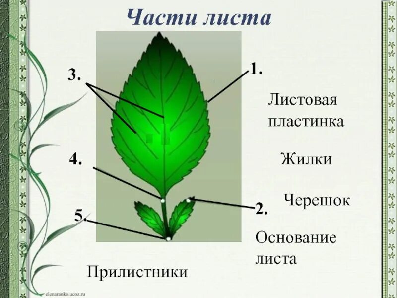 Ссылка на название листа. Прилистник черешок основание листа. Черешок прилистники листовая пластина. Черешок прилистники листовая пластинка. Основание черешок листовая пластинка у листа.