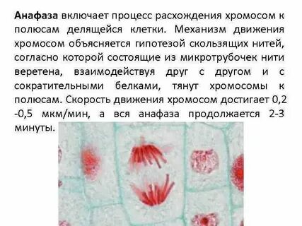 Состоит из мелких постоянно делящихся клеток