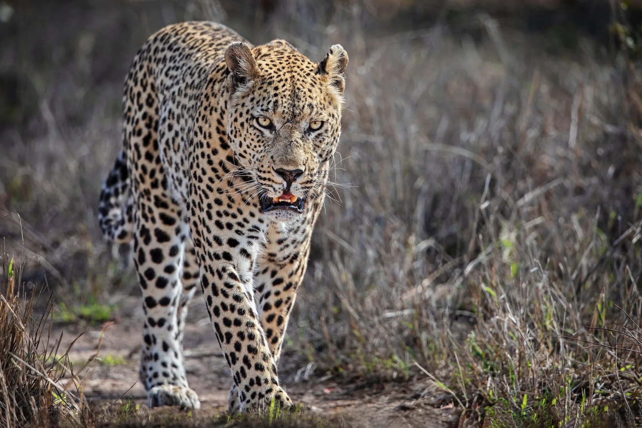 Хищные звери. Флоридская пума. Дымчатый леопард саблезубый. 6 хищных животных. Ягуар животное.