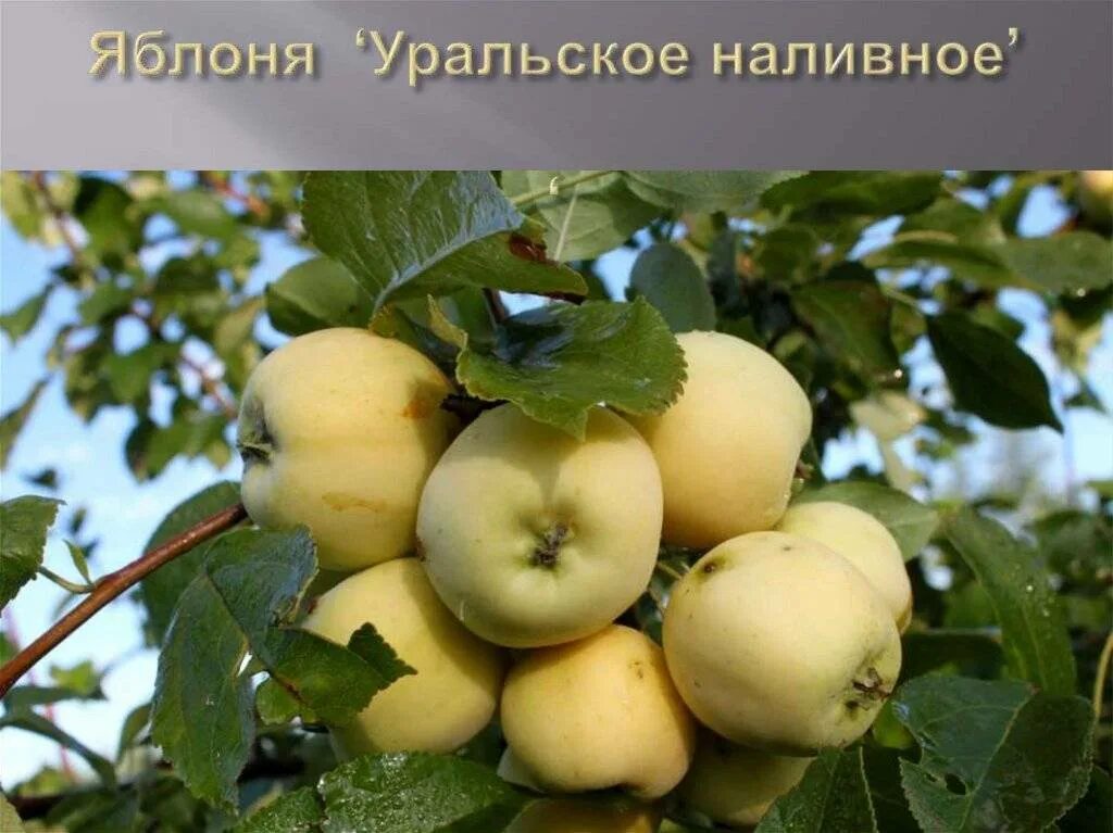 Уральские сорта яблок