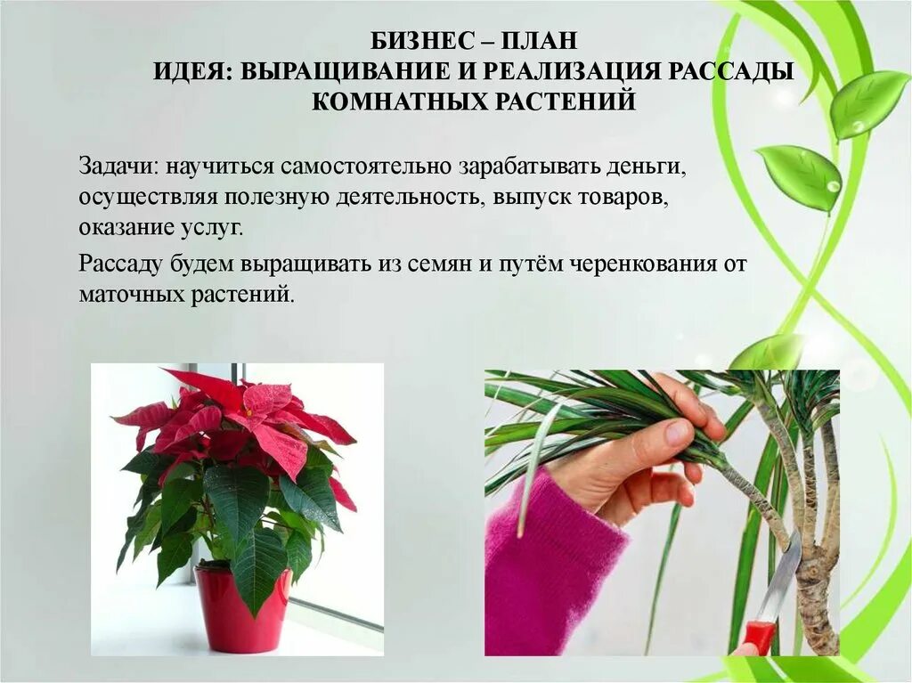 Бизнес план выращивание цветов. Цветы в теплице на продажу. Лазаревское тепличный комплекс ярославль. Розарий в теплице. Теплица с цветами.