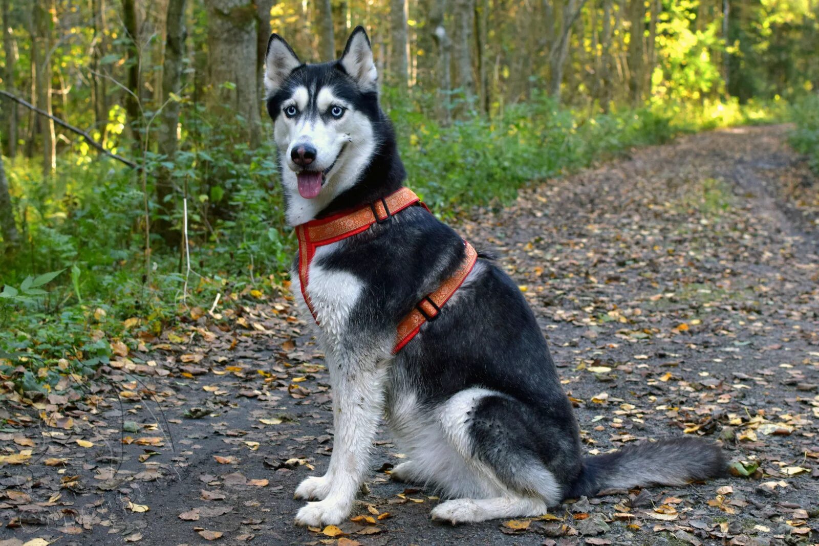 шлейка для сиба ину. шлейка для щенка хаски. ездовая шлейка для хаски. шлейка для хаски. ездовая шлейка для хаски.