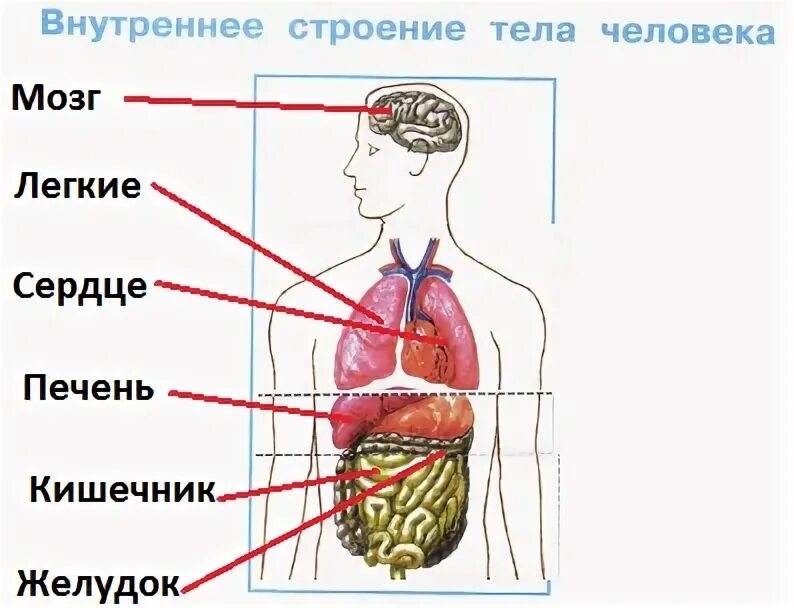 Схема строения человека 4 класс впр. Внутренние органы человека 4 класс окружающий мир ВПР. Органы и части тела человека ВПР 4 класс. Тело человека схема 4 класс ВПР. Строение органов человека для ВПР 4 класс.