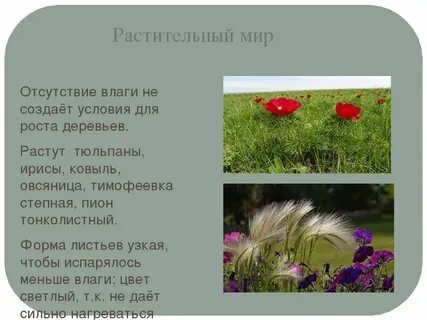 Степи сообщение 4 класс
