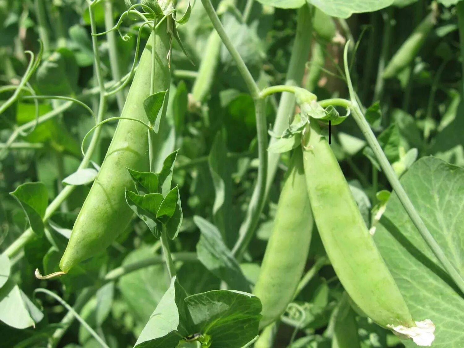 Горох т. Горох сахарный каруби. сорта гороха аксайский усатый. pisum sativum - горох посевной. горох каруби де моссан.