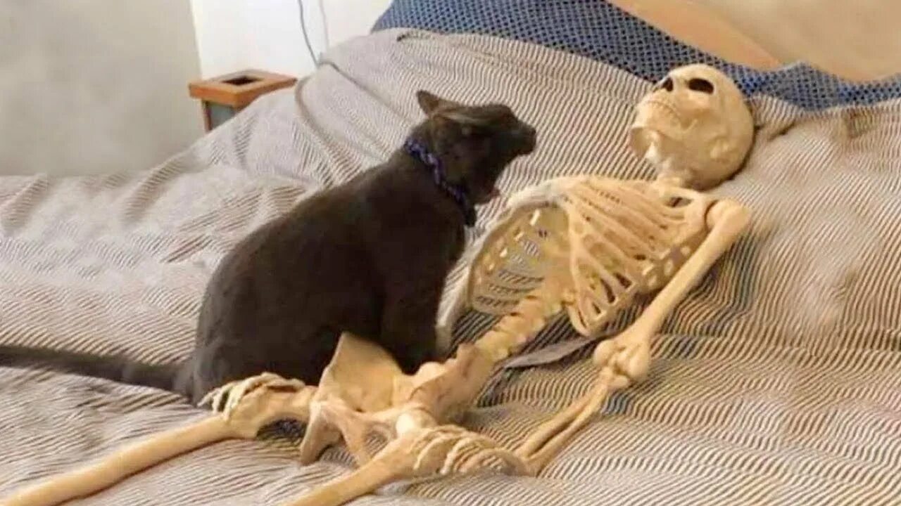 Смешные видеоролики про животных с озвучкой. Видео про собаки кошек с озвучкой. Смешные кошки и собаки. Смешные коты и кошки с озвучкой. Смешные коты с озвучкой.