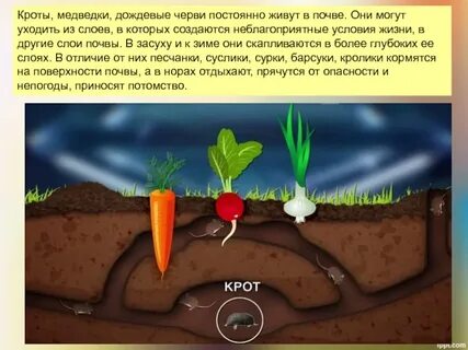 Дождевой червь и крот