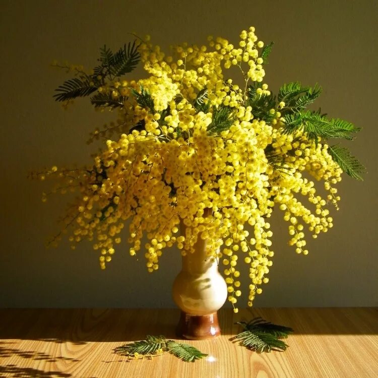 Мимоза цветок в упаковке. Как лучше сохранить мимозу. Купить а новосибирске акация (мимоза) в горшке. Букет мимозы. Как лучше сохранить мимозу.