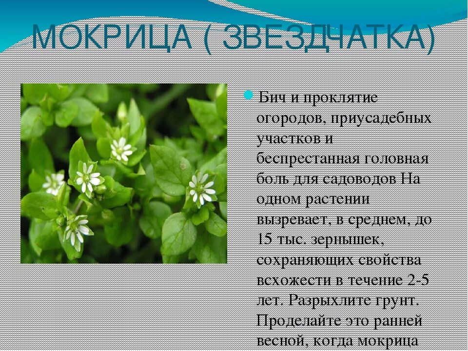 Мокрица трава. Звездчатка растение. Мокрица Огородная трава. Сорные растения мокрица трава. Мокрица растение лечебные свойства