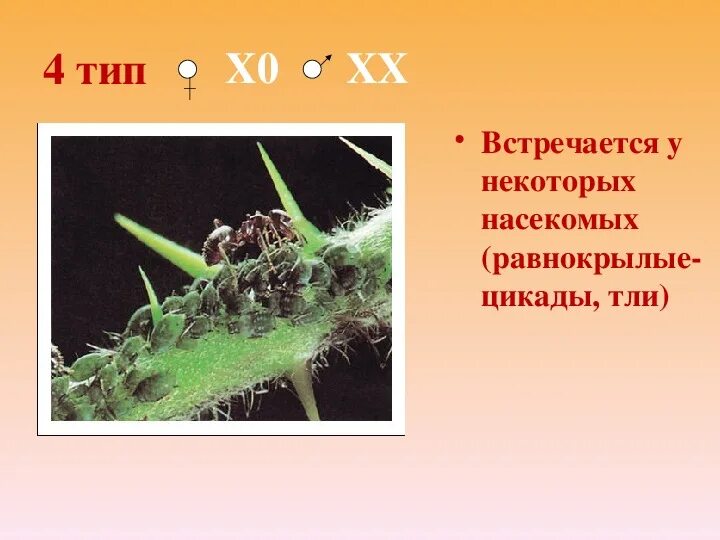 Ученый предположил что некоторые насекомые