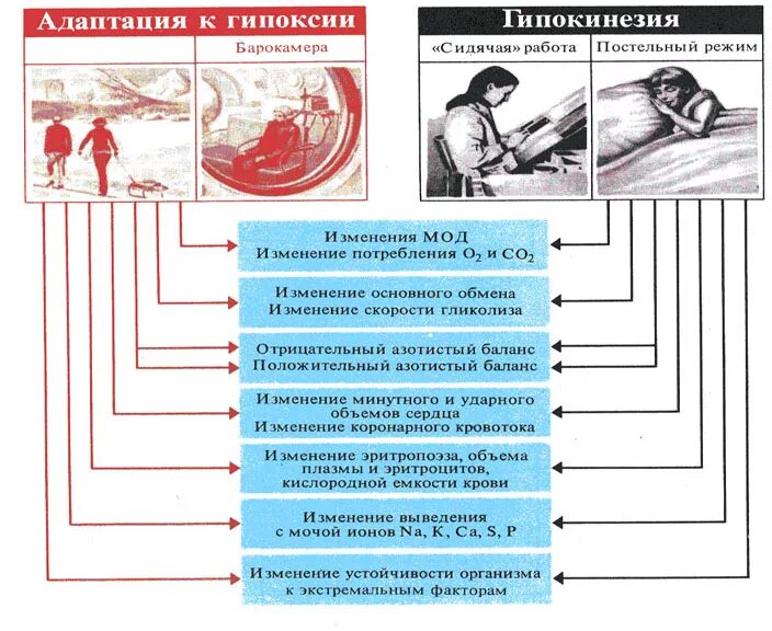 Адаптация к гипоксии. Адаптация организма к гипоксии. Экстренная адаптация к гипоксии. Механизмы адаптации к гипоксии.