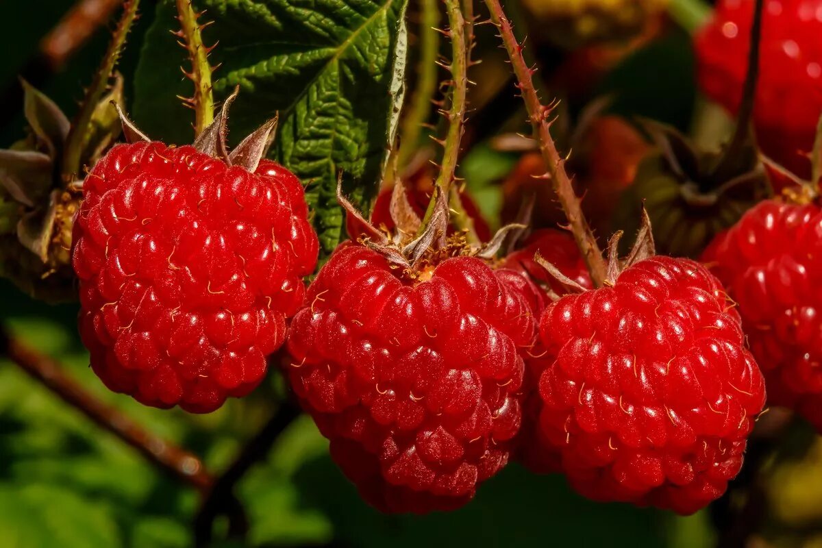 Малина. Малинки-малинки такие. Малиновый. Малинки малинки автор. Божья коровка ягодка малинка.