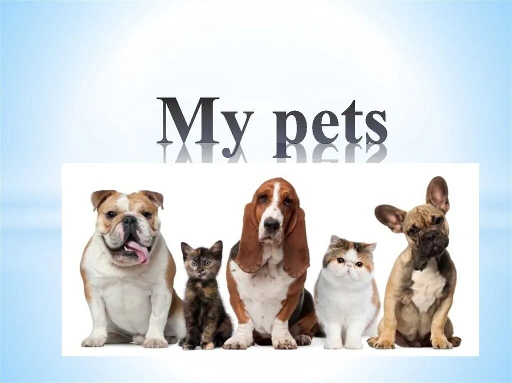 Проект my Pet. My Pet презентация. Проекты на тему my Pet. Проект по английскому my Pet. Pets презентация