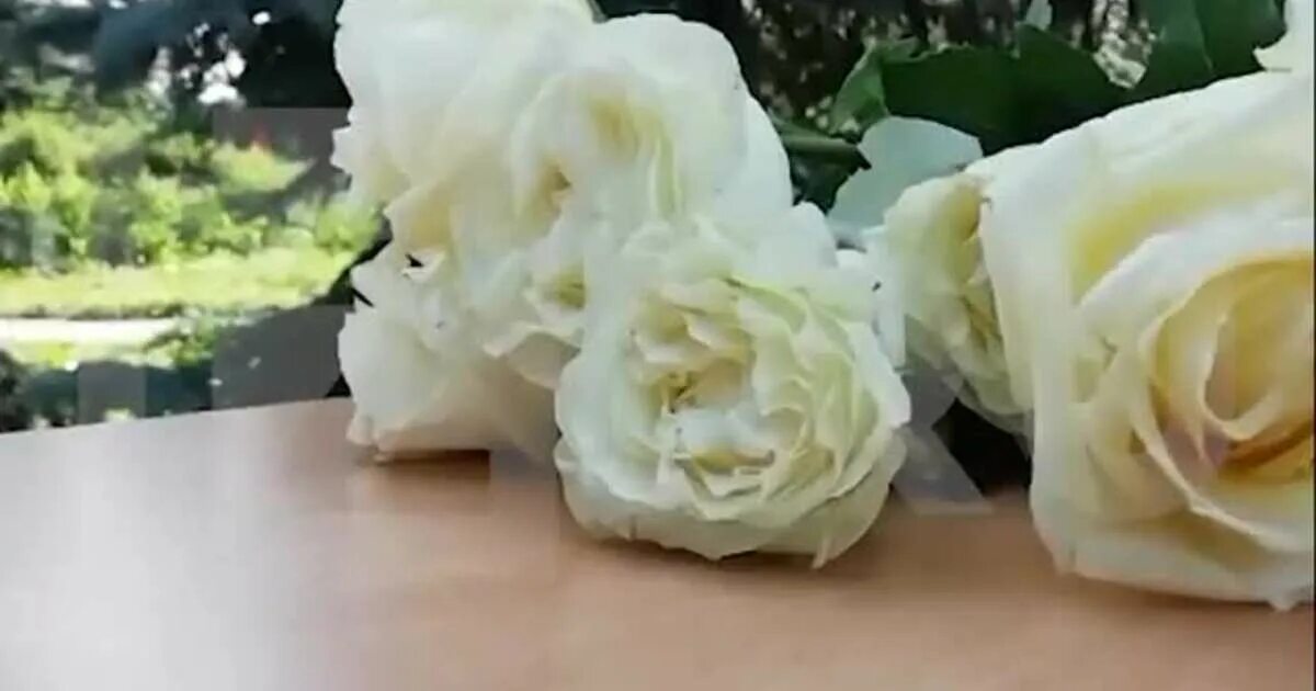 Слова песни белые розы юрий шатунов текст. Белые розы слова. Белые розы ласковый минус. Белые розы ласковый минус. Белые розы ласковый минус.