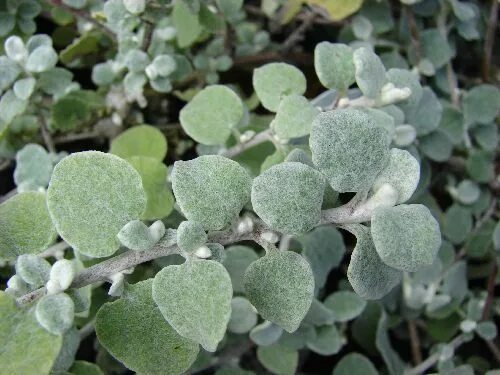 Helichrysum petiolare Front yard plants, Licorice plant, Dry garden