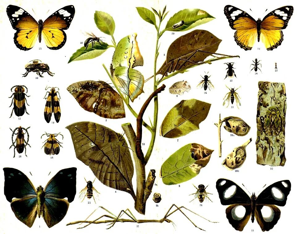Покровительственная окраска бабочки. Жук мимикрия. 4 1. Бабочка-листовидка (каллима). Мимикрия 1.
