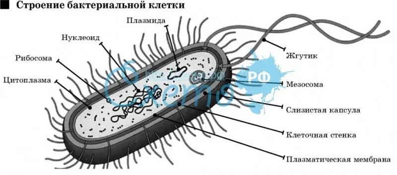 Сравните строение бактериальной клетки и простейшего. Структура бактерии клетки микробиология. Сравнить строение клетки растений и бактерий. Сравните строение бактериальной клетки и простейшего. Строение бактериальной клетки рисунок.