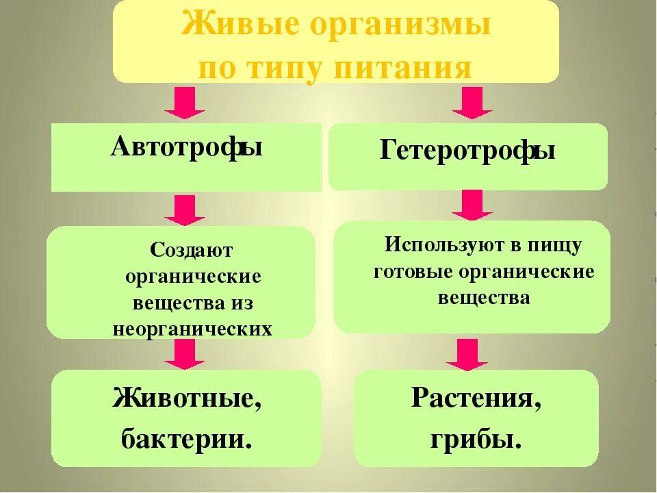 Гетеротрофное питание клеток. Автотрофный и гетеротрофный Тип питания. Тип питание Автотрофное и гетеротрофное питание. Типы питания автотрофы и гетеротрофы. Автотрофный Тип питания и гетеротрофный Тип питания.