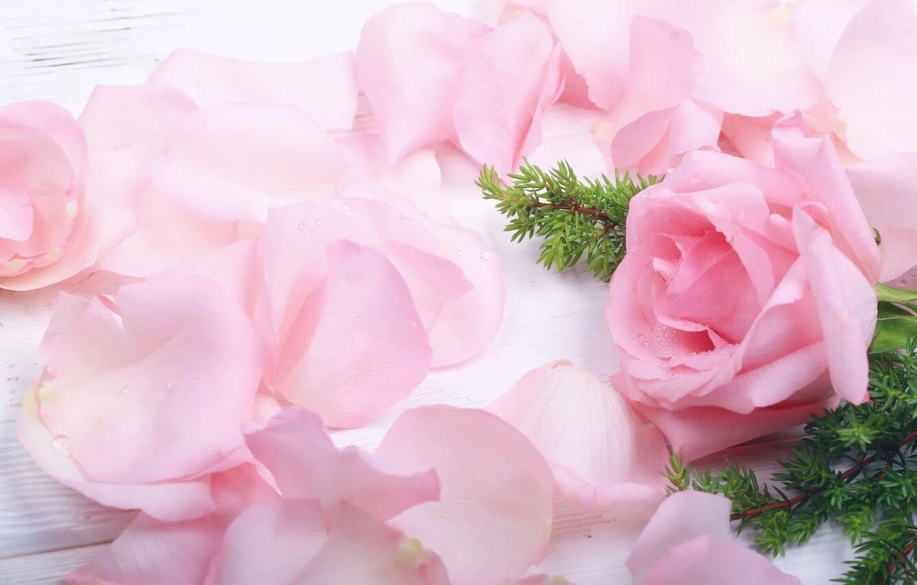Нежно розовые лепестки. Розовые лепестки. Нежные лепестки цветов. Красивые нежные цветы. Нежные розы.