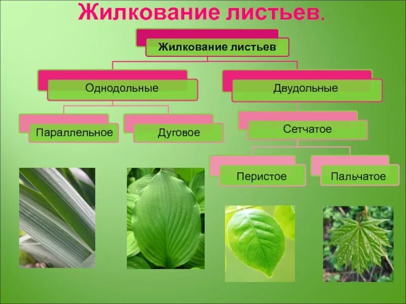 Пять растений параллельных