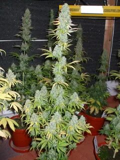 Auto plant