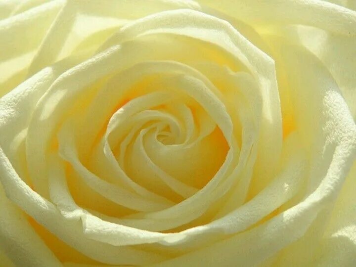 Бледный желто розовый. Желтые розы светлые.