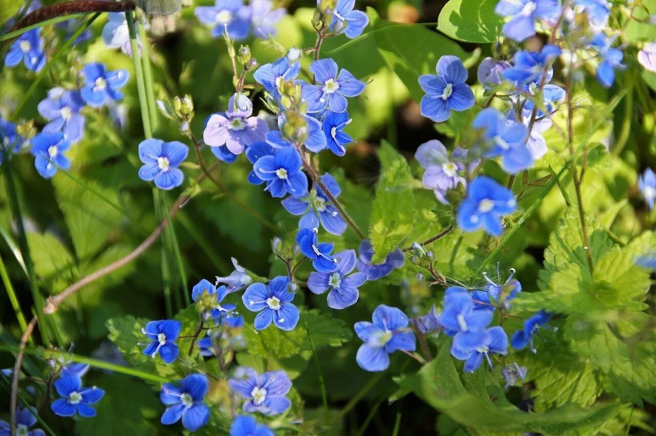 Анхуза полевая. Anchusa azurea dropmore. Голубые сорняки. Незабудка полевая сорняк. Голубые сорняки.