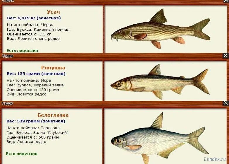 Рыбалка 3 вуокса. Рыбалка 3 вуокса. Рыбалка 3 вуокса. Русская рыбалка 3 озеро голец усатый. Русская рыбалка 3 вуокса чехонь.