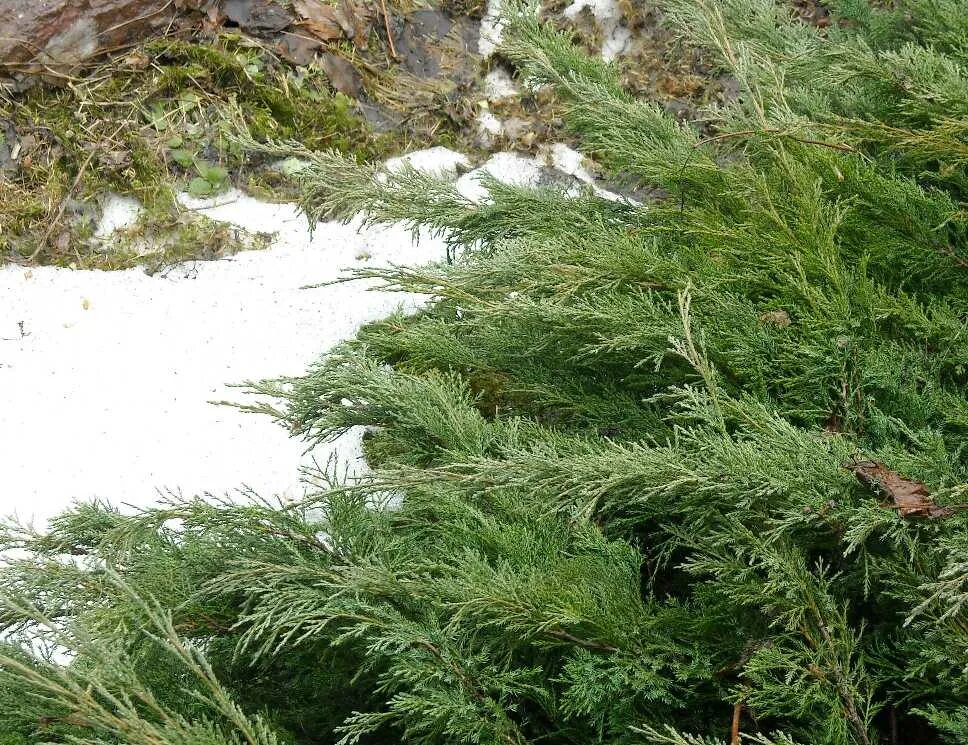 можжевельник кушают