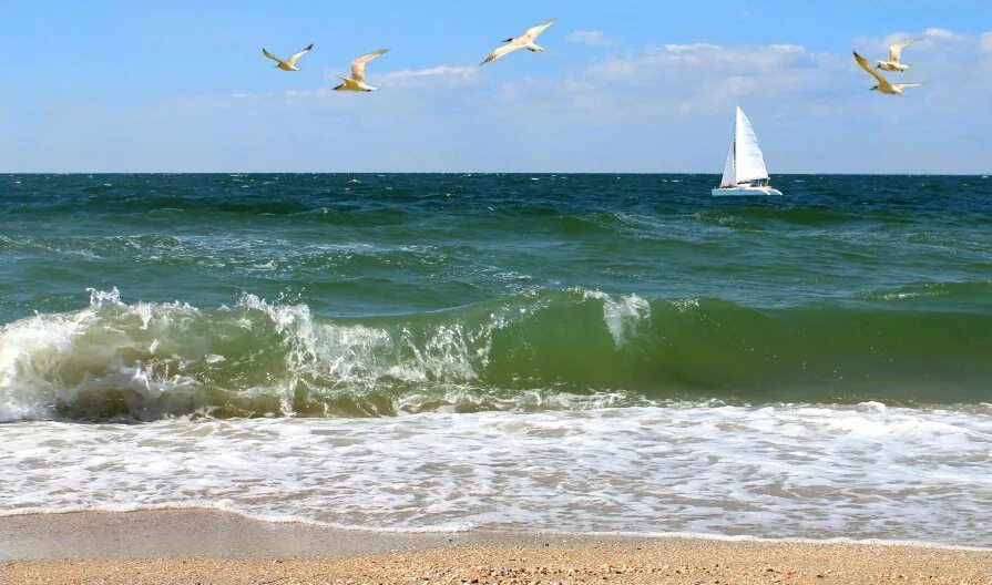 Прибой чайка. Морской Прибой Анапа. Море Прибой Чайки. Морской пейзаж с чайками. Морской Прибой Крым.