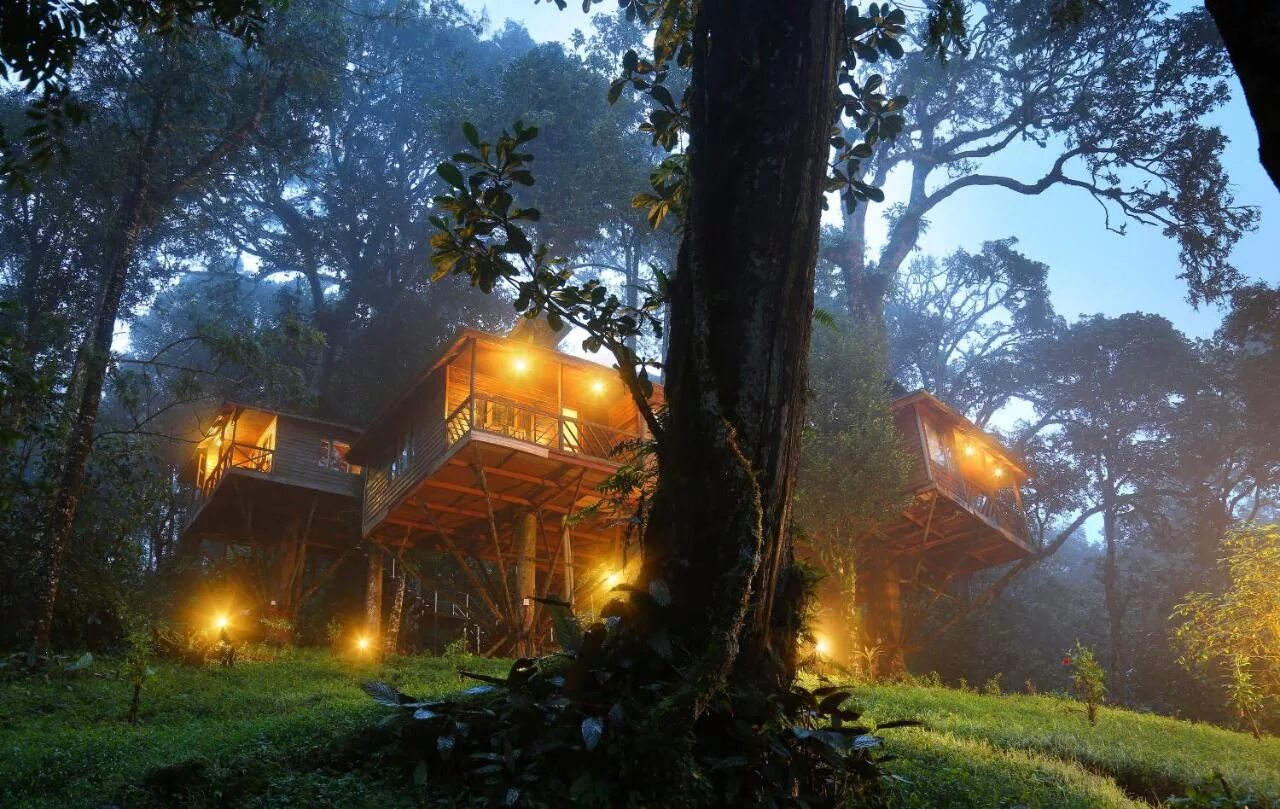 Tree Tops Jungle Safaris отель. Уютные джунгли. Treehouse Summer Rain обои. Дома в деревнях джунглей. Джунгли вечером в среду