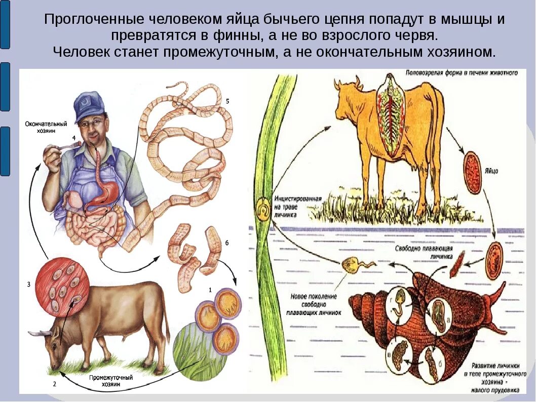 Аскарида человеческая основной и промежуточный хозяин. Цикл развития бычьего цепня промежуточный хозяин. Промежуточный хозяин обычного цепня. Жизненный цикл печеночного сосальщика основной хозяин. Человек как промежуточный хозяин бычьего цепня.