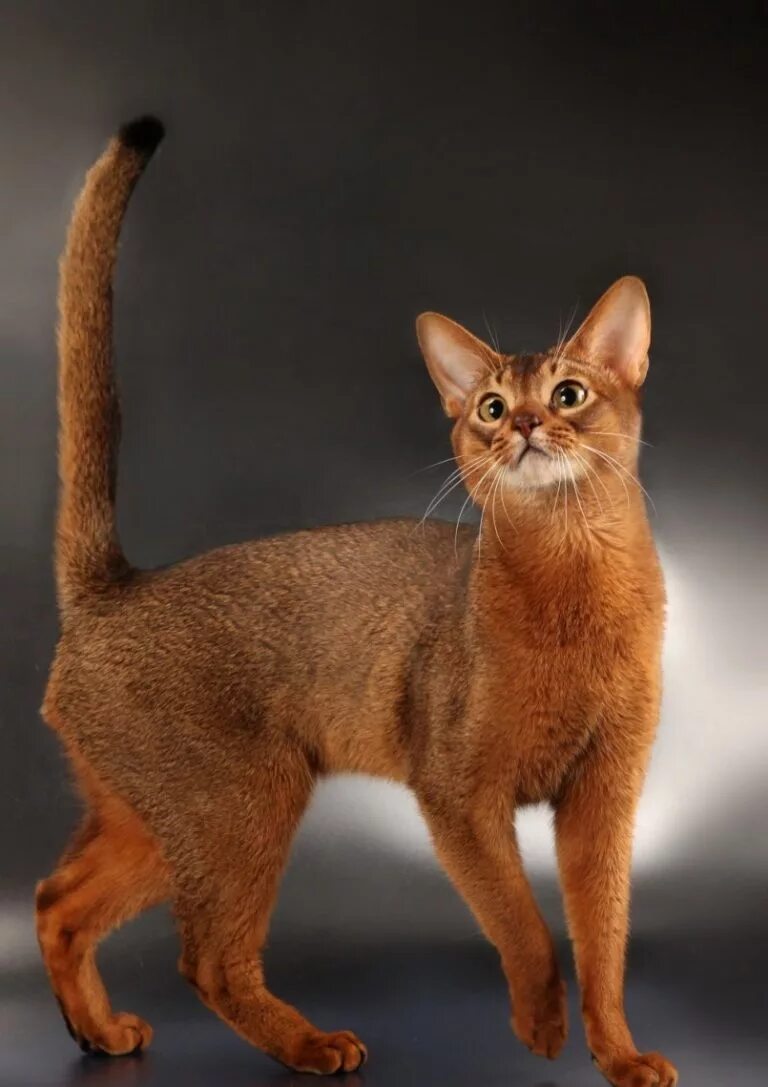 Как выглядят кошки породы. Абиссинская кошка. Абиссинец Абиссинская кошка. Аббасидская порода кошек. Абиссинская и Сомалийская кошка.