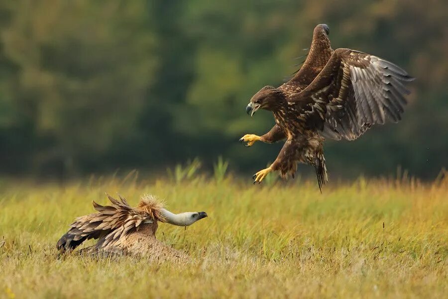 Беркут киргизия. Hunt eagle. Hunt eagle. Охотник с беркутом. Hunt eagle.
