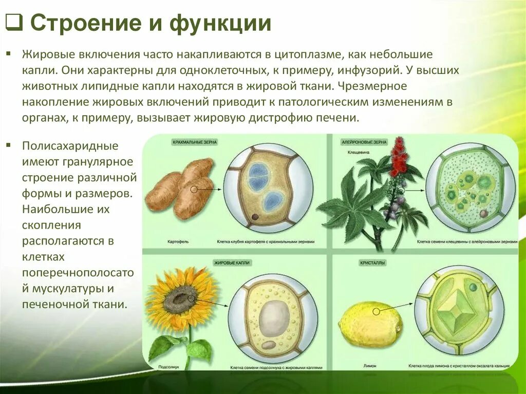 Растительная клетка запасает. Клеточные включения строение. Включения клетки строение и функции. Клеточные включения функции. Включения растительной клетки таблица.