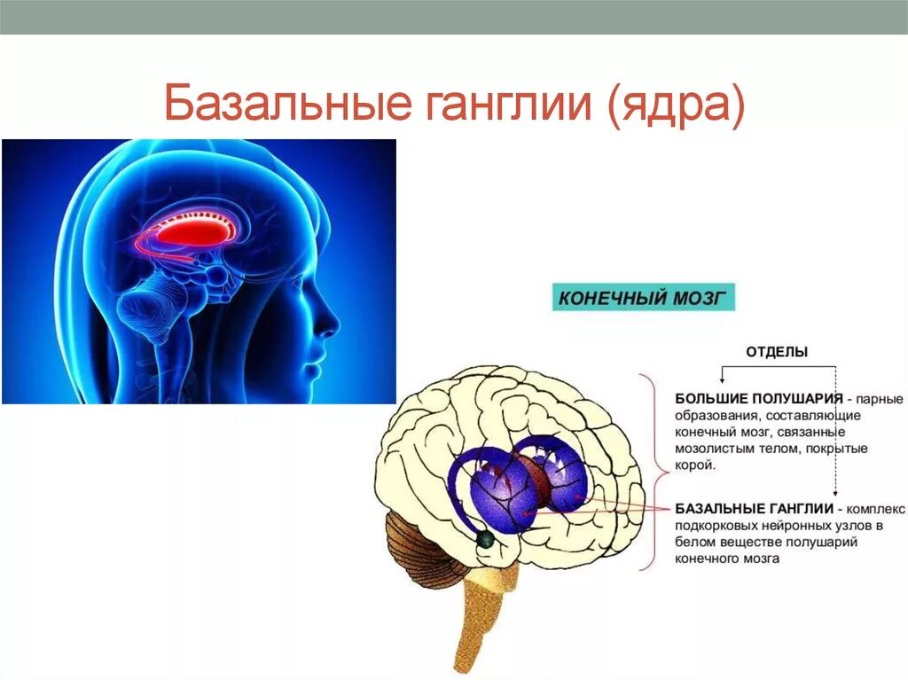 Ядра мозга образованы. Строение головного мозга базальные ганглии. Базальные ганглии функции. Строение и функции базальных ганглиев. Схема расположения базальных ганглиев.