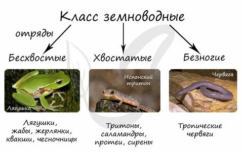 Систематическая группа жабы