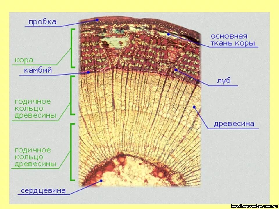 Ткань хвойных. Строение поперечного среза древесного стебля. Камбий на поперечном срезе. Строение стебля липы поперечный срез. Поперечный срез стебля микроскоп.