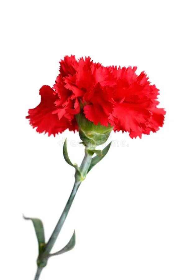 Гвоздика одноголовая красная. Dianthus Red гвоздика. Гвоздика Бизет. Гвоздика Розелли ред. Гвоздики волгоград