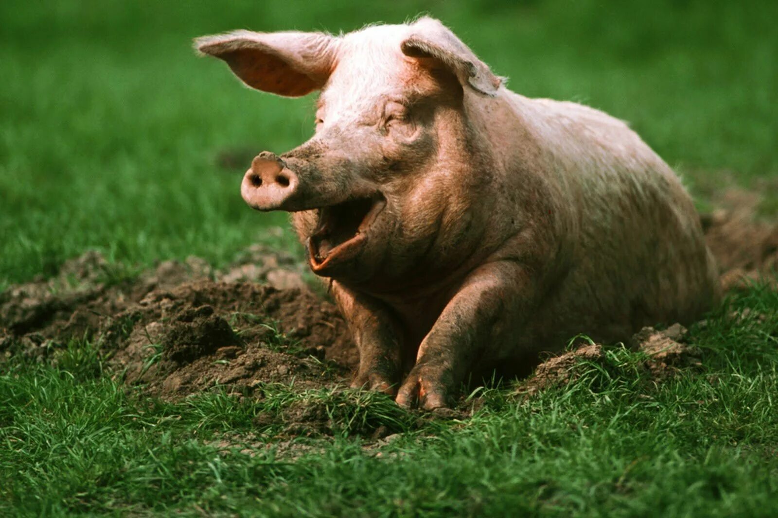 Pig свинья. Лакомб порода свиней. Э свинья. Зеленая свинья. Красивый поросенок.