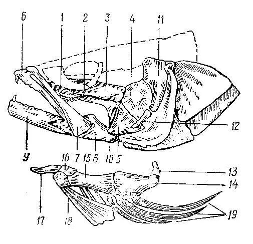 Череп судака вид сбоку. Судак строение скелета. Висцеральный череп костистых рыб. Висцеральный скелет костистой рыбы.