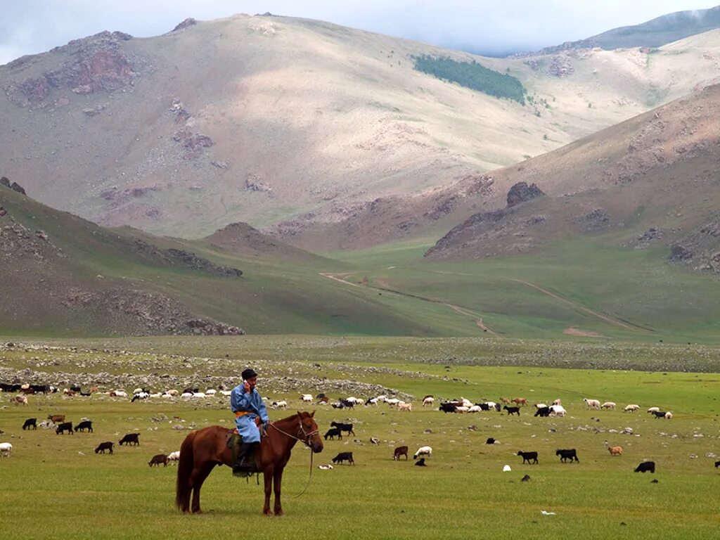 Хорчин монголия. Кочевое скотоводство монголии. Сельское хозяйство монголии. Монголия скот. Монголия скот.