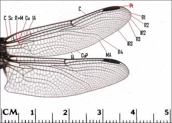 Крылья мухи схема. Строение крыльев Стрекозы. Строение крыла Стрекозы. Внутреннее строение Стрекозы схема. Отряд Стрекозы строение крыльев.