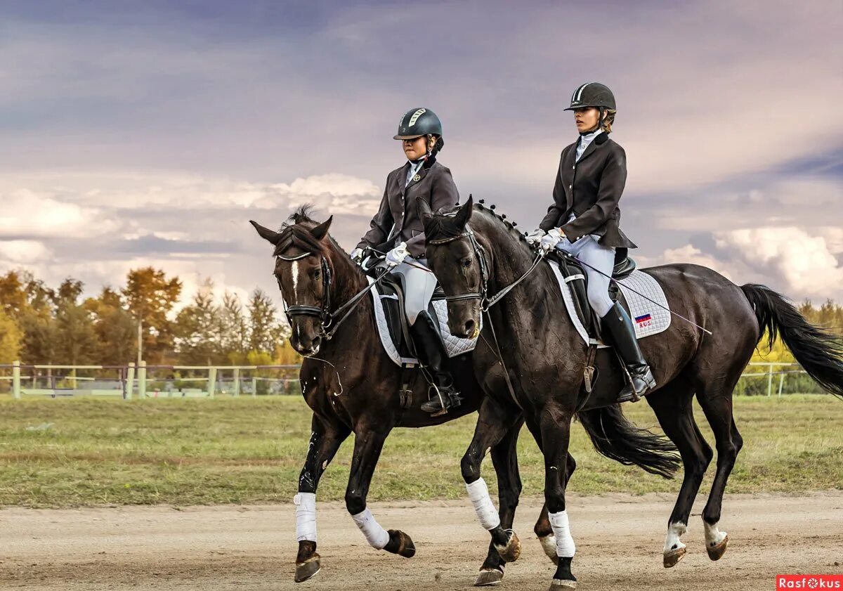 Horse sport. Выездка. Конный спорт. Конные соревнования. Парная выездка.