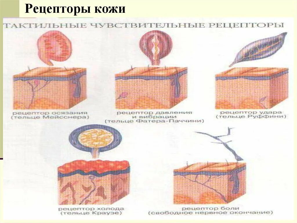 Строение кожных рецепторов. Рецепторы кожи функции. Типы рецепторов кожи. Функция холодовых рецепторов кожи