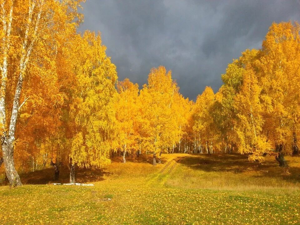 Сайт золотой осени. Золотая осень. Золотой. Золотой олень. Осенний пейзаж.