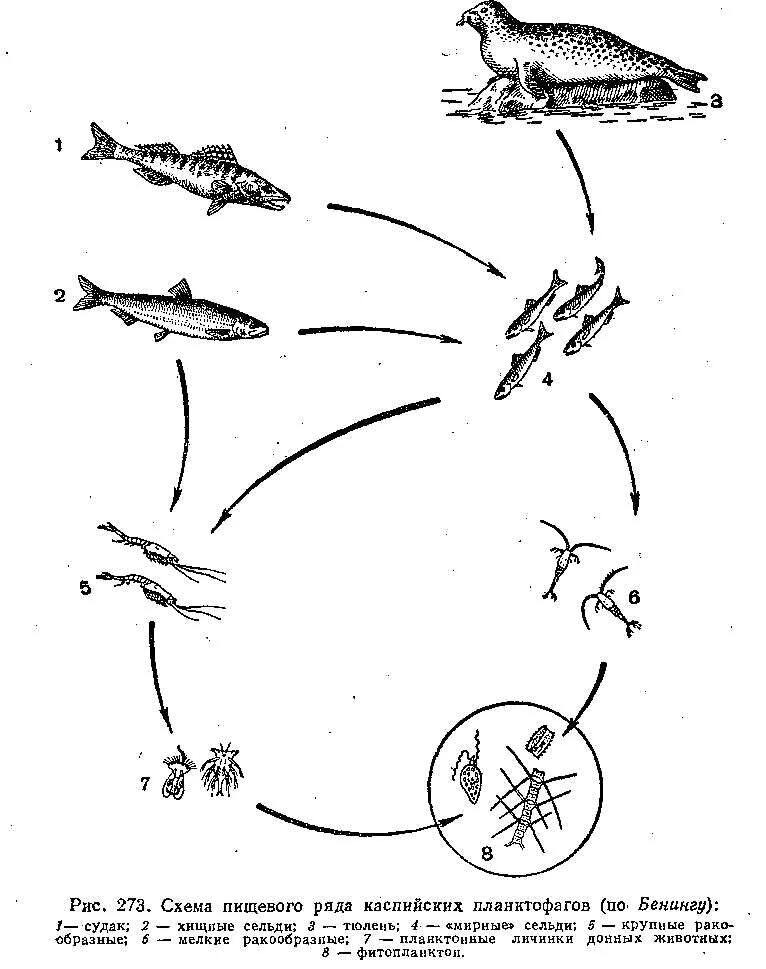 Фитопланктон цепь питания. Пищевая цепь в Каспийском море.. Цепочка питания. Цепочка питания рыб. Пищевая цепь рыб.