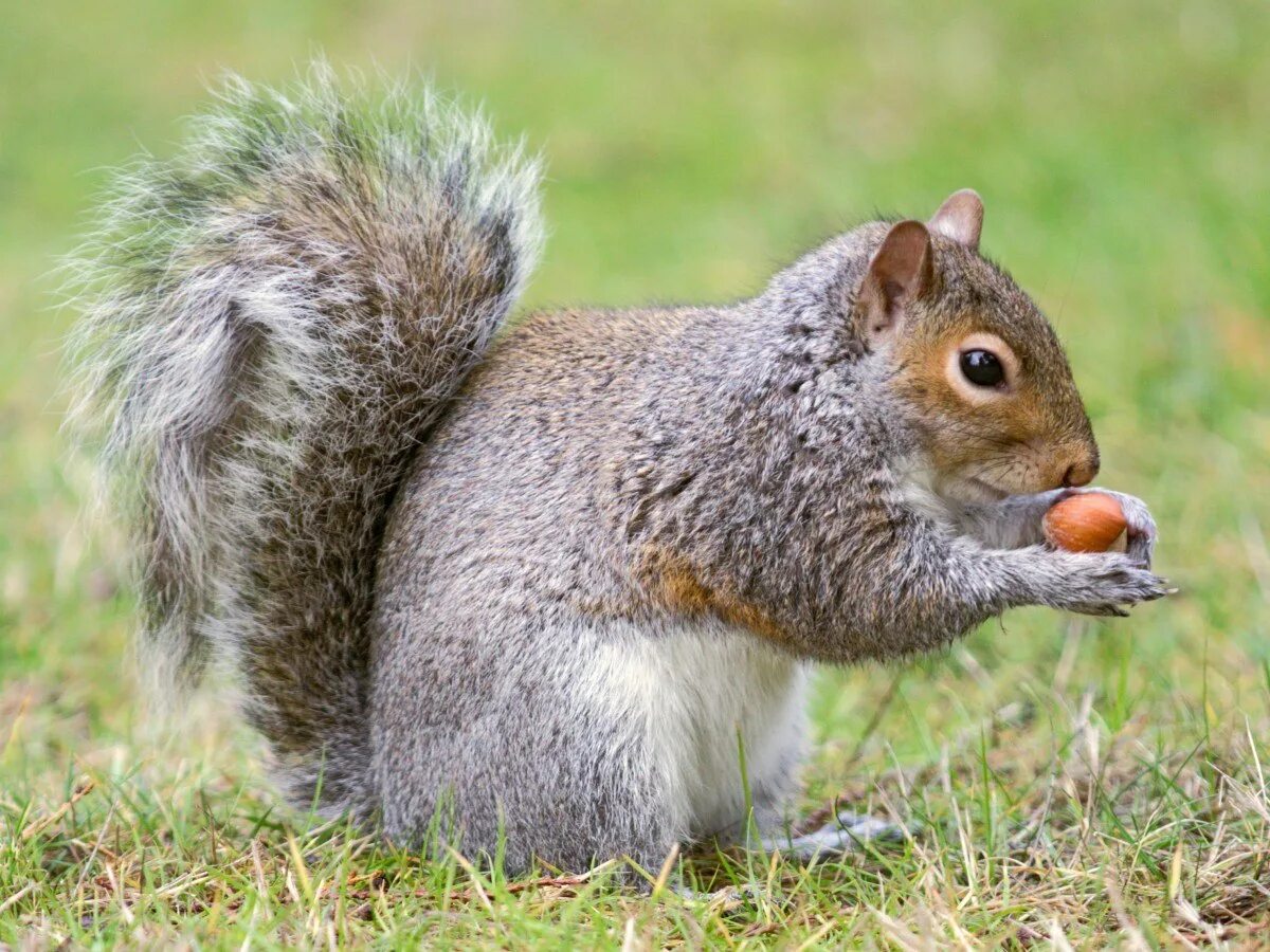 Белка в северной америке. Белка на латыни. Семейство беличьи (sciuridae),. Среднерусская белка. Беличьи беличьи.